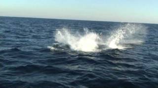 preview picture of video 'Orcas off Rancho Palos Verdes'