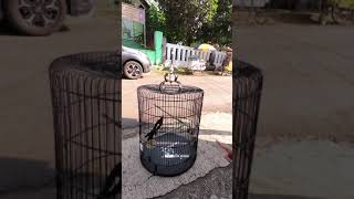 Download lagu Penurut!! MURAI BATU Blorok Ini Sujud Ketika Disuruh mp3 Download lagu Penurut!! MURAI BATU Blorok Ini Sujud Ketika Disuruh mp3