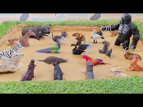 A Riveting Exploration of Pack Animals and Their Incredible Social Structures!