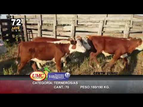 Lote 70 Terneros/as en Cnel. Du Graty, Chaco