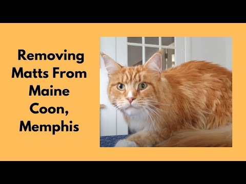 Removing Matts From A Maine Coon Cat