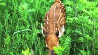 FRESHKILLS LANDFILL PARK  SPRING 2013