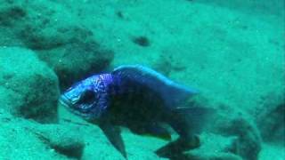 preview picture of video 'WILDCICHLIDS at Gome Rock'