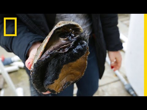 pénisz szemölcsök helminthicus torokfertőzés