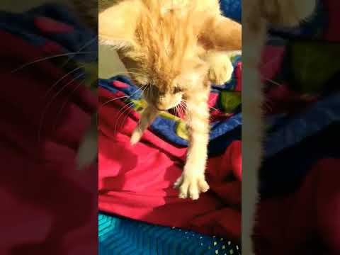 cute cat # gurjeet lifestyle # ytshorts#💜💜💜💜