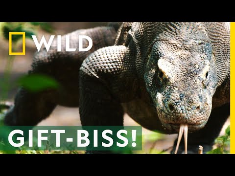 Diese riesigen Echsen haben einen tödlichen Biss! | Mai mit Biss