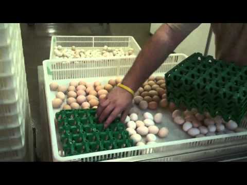 Tour murray mcmurray hatchery