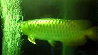 VID_20111220_223425.mp4