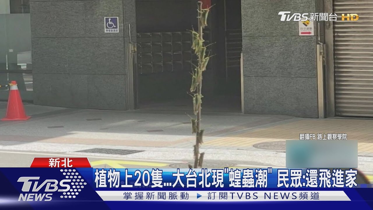 全新北爬滿蝗蟲!「一動就往人跳」 農業局:非蝗災勿恐慌