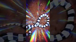 Download lagu Okcta liat ular di lubang sepiteng #trendingshorts2025 mp3 Download lagu Okcta liat ular di lubang sepiteng #trendingshorts2025 mp3