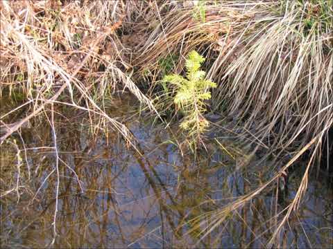 Podcast 11 osa 2 -  istutustekniikkaa