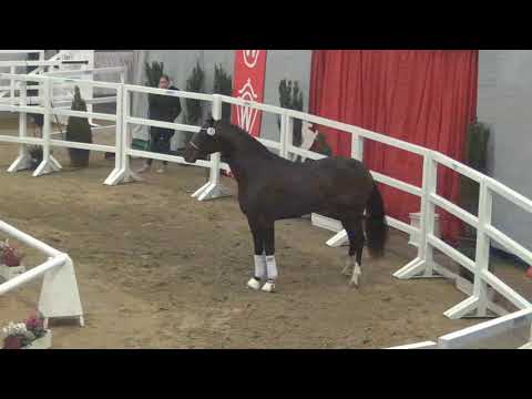 NRW-Hauptkörung 2018 - Hengst v. Don Nobless x Scolari-Wolkenstein II