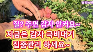 지금은 감자 극 비대기 질? 주면 감자 안커요~~