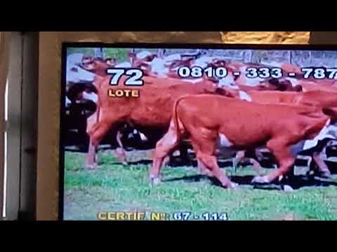 Venta Lote Machos y Hembras 135kg en Colombo y Magliano Diciembre 2017 (video 1 de 2)