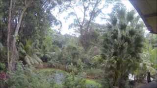 preview picture of video 'CR2 - Costa Rica - Uvita, Isla del Caño, Corcovado y Manuel Antonio - Abril 2013'