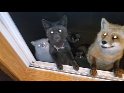 So many foxes at my window!
