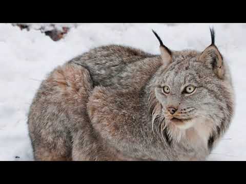 The Taiga Biome by Soren Ogelman, Caleb Nicholson, and  Cole Clothier