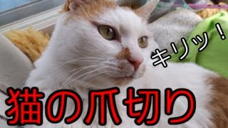 猫の爪切り