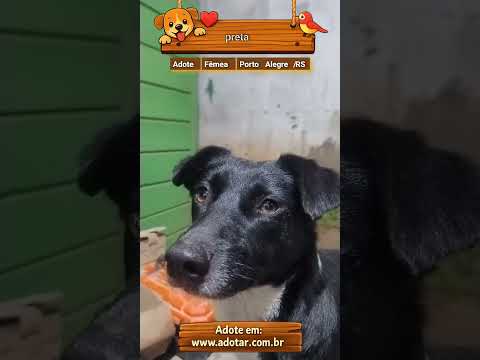 Vídeo de preta