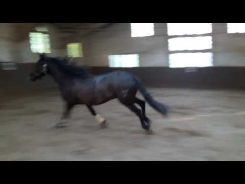 PRE Wallach Allaus Freispringen