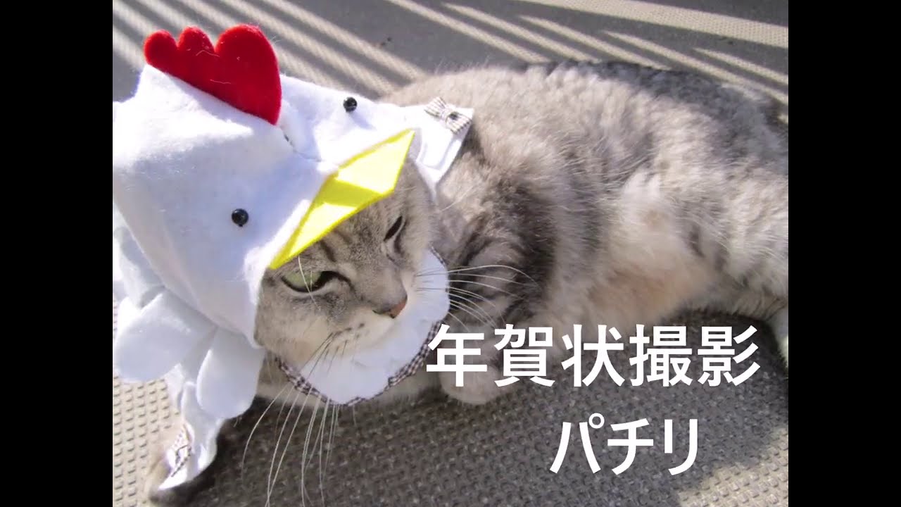 にゃんこ君　お別れとありがとう