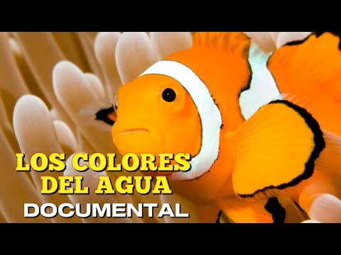 Los Colores del agua