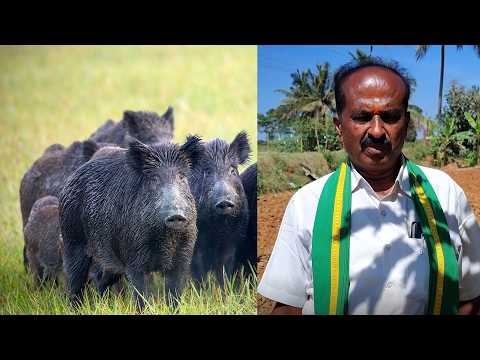 ஓசூர் காட்டுப்பன்றிகளை சுட்டுக் கொல்லலாம், ஆனால், சுடக்கூடாது!