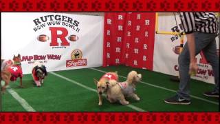 preview picture of video '2014 Rutgers Bow Wow Bowl sponsored by Camp Bow Wow of Middlesex NJ'