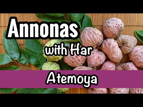 Annonas with Har | Atemoya