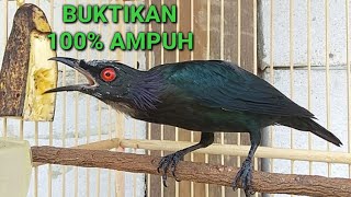 Download lagu Pancingan cucak keling macet bunyi mp3 Download lagu Pancingan cucak keling macet bunyi mp3