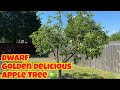 Dwarf Golden Delicious Apple Tree