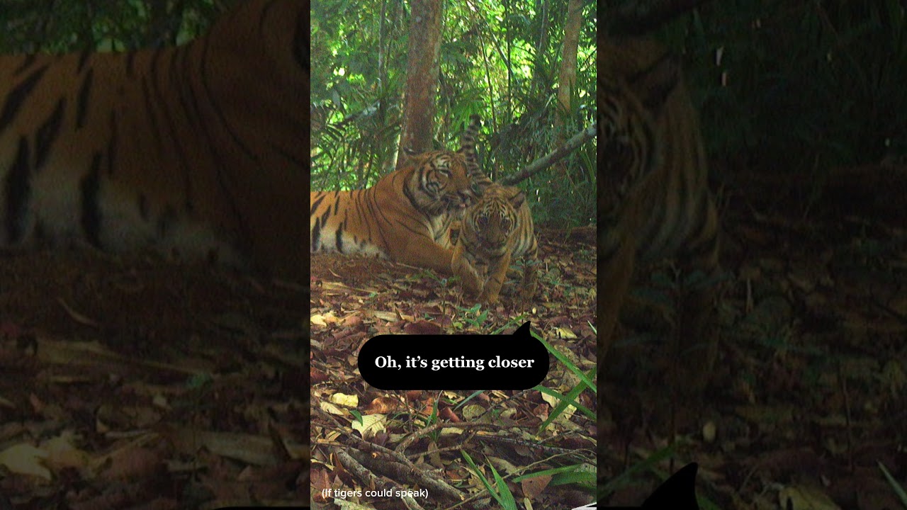 Cute Cubs Give Us Hope For Our Tigers