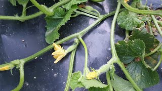 참외농사 순치는 방법과 병해충방제
