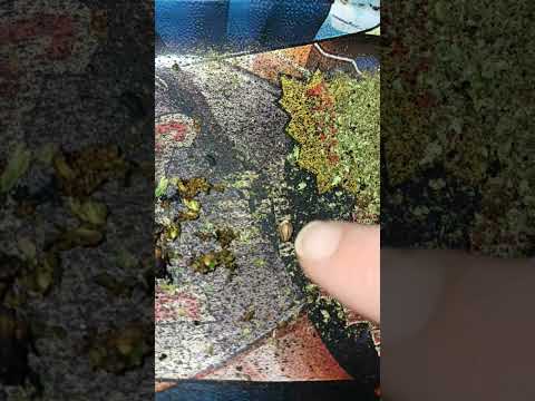 Play video on YouTube