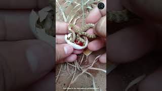 Download lagu Did you know? How dangerous can a baby snake's venom be? mp3