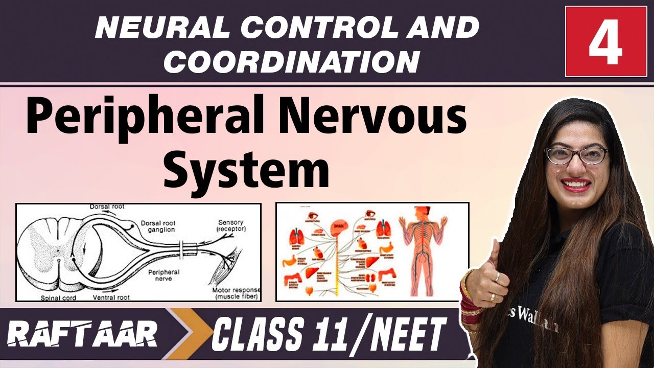 Neural Control and Coordination 04 || Peripheral Nervous System || Class11/NEET