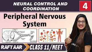 Neural Control and Coordination 04 || Peripheral Nervous System || Class11/NEET