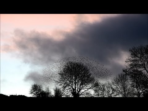 Amazing Starlings（驚異のホシムクドリ） | 一般部門：動画 | 2016-2017 | 受賞作品 | 動画部門 | ニコンフィルム＆フォトコンテスト