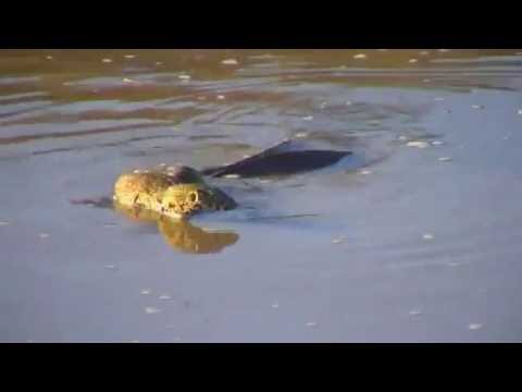 Safari Live Videos-Sunset Drive- July 14- Water Monitor Mating At Djuma Dam