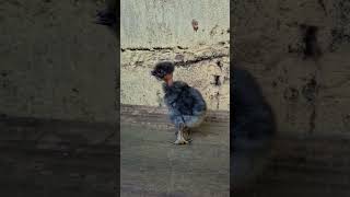 Os filhos do Jujusão