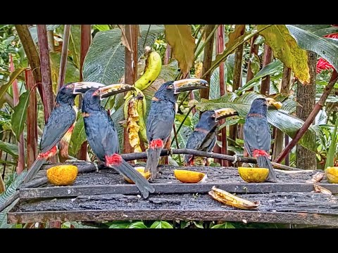A Crowd of Collared Aracaris Dig Into Bananas on the Canopy Lodge Platform | Jan 8 2023 Cornell Lab