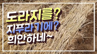 #도라지재배방법 #백도라지 #씨앗심기  #샤인머스켓  지금심으면 3년째에 수확해서 드시는것이 가장 맛이납니다…