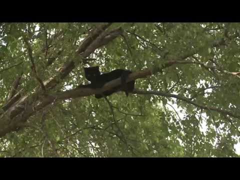 Cat up a tree for 9 days and won't come down