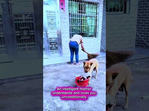 The moment a mother dog gently carries her puppy away