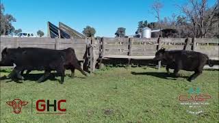 12 Terneras de 200 kg - Grupo de Hacienda Cooperativo - Plaza Ganadera