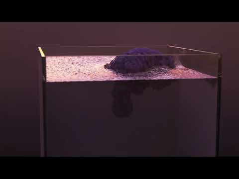 Houdini Infection - Flip interaction