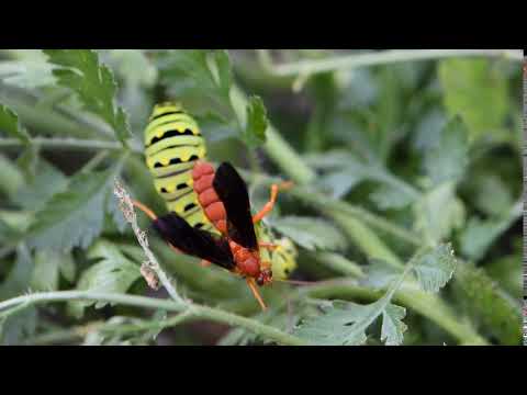 Ichneumonid wasp parasitizes Eastern Black Swallowtail caterpillar