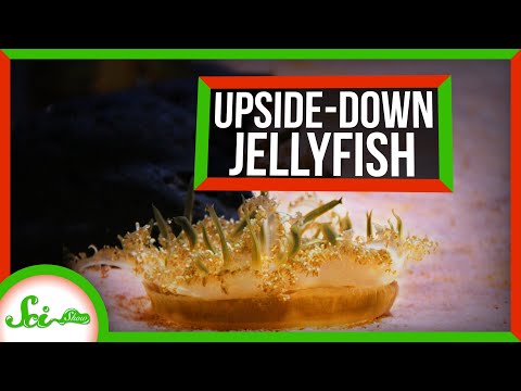 逆さゼリーは、あなたに触れずにあなたを刺す方法 (How Upside-Down Jellies Sting You Without Touching You)