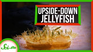 How Upside-Down Jellies Sting You Without Touching You