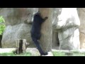 Bearcat Climbs Tree At The Detroit Zoo